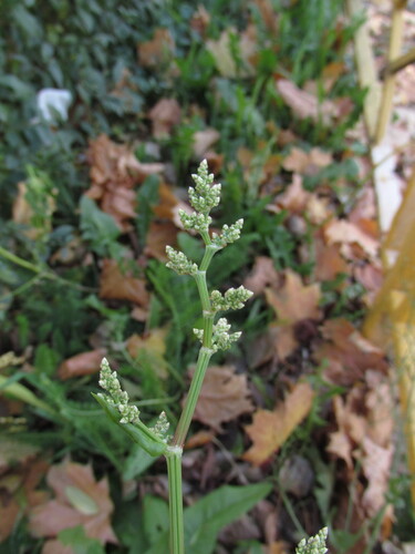 Rumex acetosa observed 2026-10-25