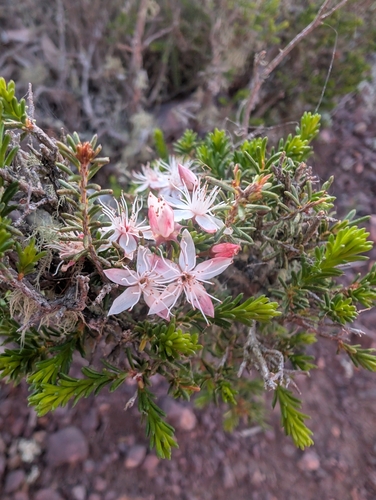 Calytrix, 2026-10-26