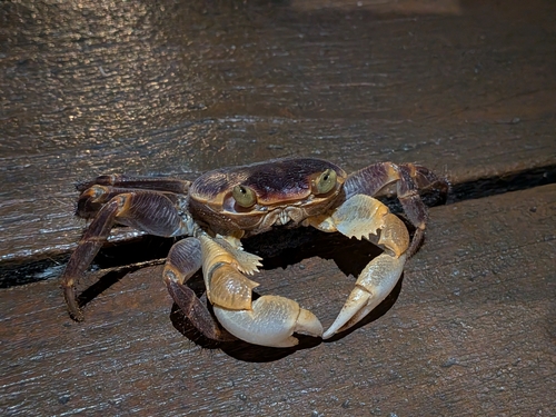 Geograpsus grayi observed 2026-10-25