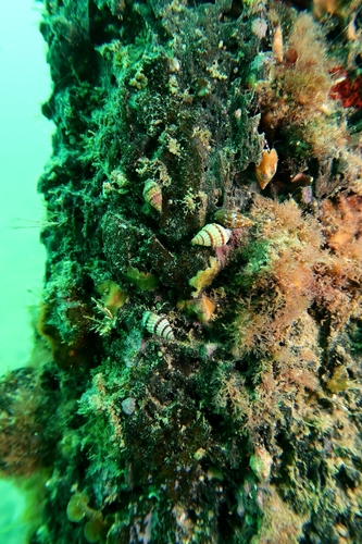 Nassarius pyrrhus observed 2026-10-22