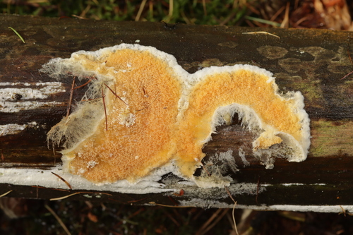 Mollusca observed 2026-10-25