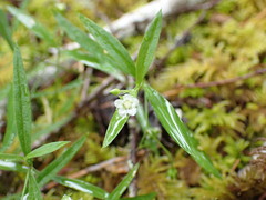 Moehringia