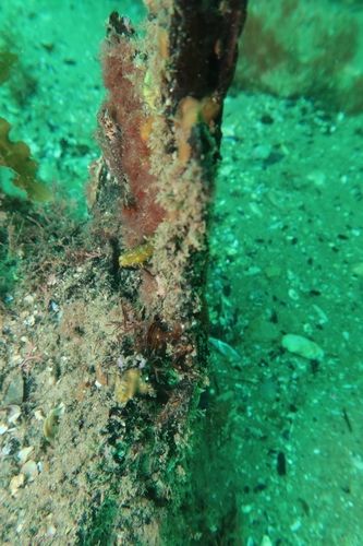 Helcogramma observed 2026-10-22