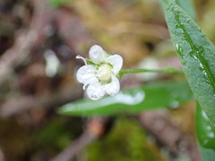 Moehringia