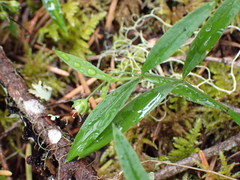 Moehringia