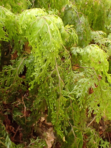 Hymenophyllum bivalve observed 2026-10-26