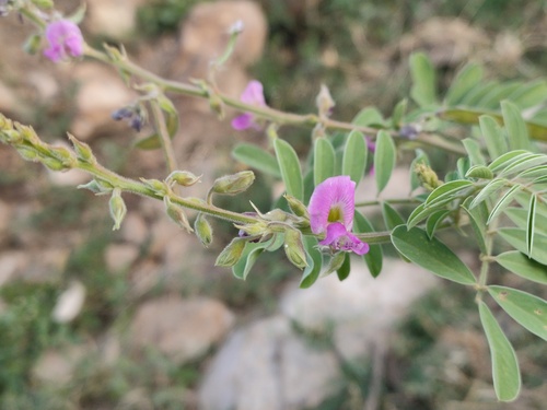 Tephrosia purpurea observed 2026-10-25