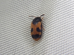 Mycetophagus punctatus