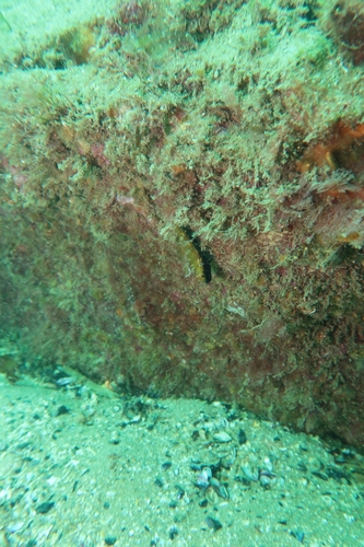Helcogramma observed 2026-10-22