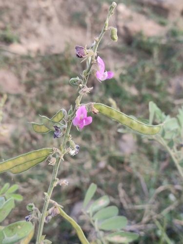 Tephrosia purpurea observed 2026-10-25