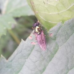 Chloromyia