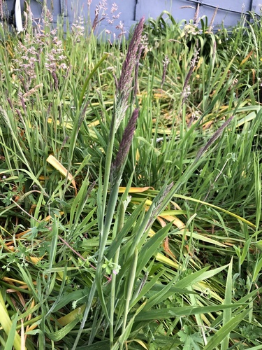 Holcus lanatus observed 2026-10-26