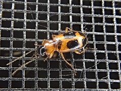 Badister neopulchellus
