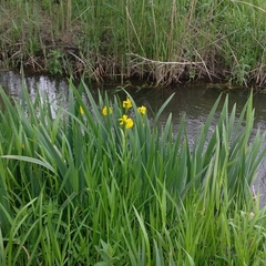 Iris pseudacorus