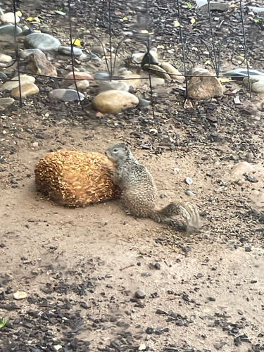 Rock Squirrel