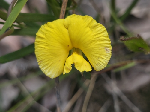 Gompholobium polymorphum observed 2026-10-26