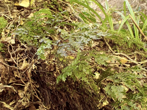 Hymenophyllum demissum observed 2026-10-26
