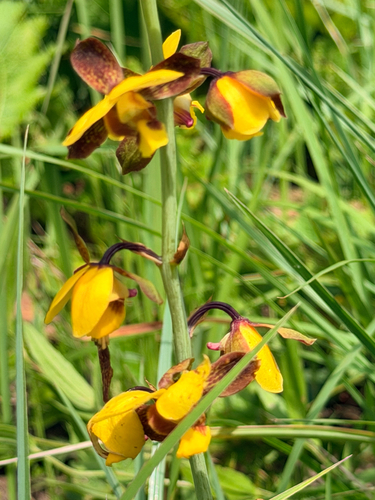 Eulophia streptopetala, 2026-10-25