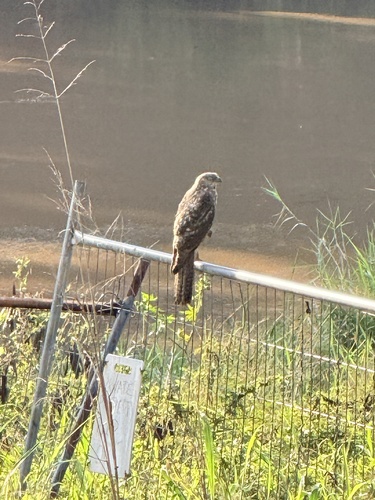 Accipiter fasciatus observed 2026-10-26