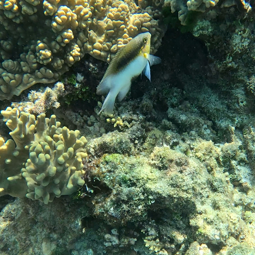 Dischistodus melanotus observed 2026-10-26
