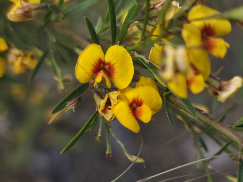 Bossiaea linophylla, 2026-10-26