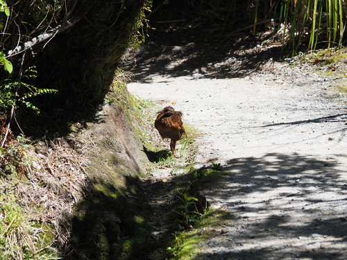 Gallirallus australis observed 2026-10-25