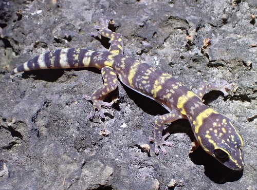 Phyllodactylus, 2026-10-25