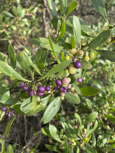 Myoporum boninense observed 2026-10-26