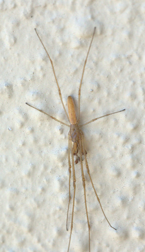 Tetragnatha nitens