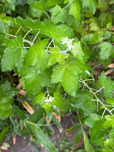 Populus alba, 2026-10-26