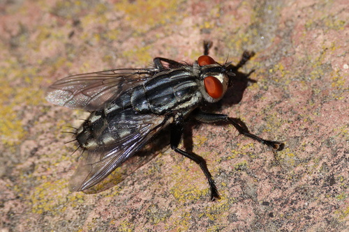Common Flesh Flies
