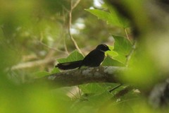 Rhipidura albicollis