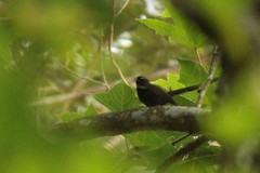 Rhipidura albicollis