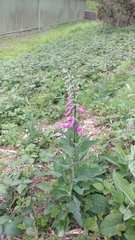 Digitalis purpurea
