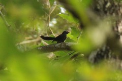 Rhipidura albicollis