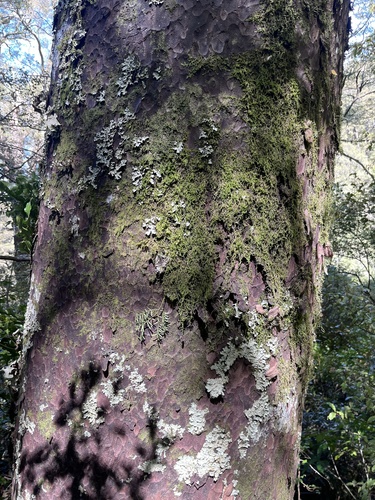 Prumnopitys taxifolia, 2026-10-26