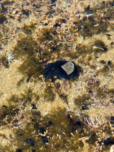 Papawera zelandiae observed 2026-10-14