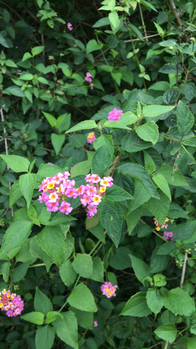 Lantana camara observed 2026-10-26