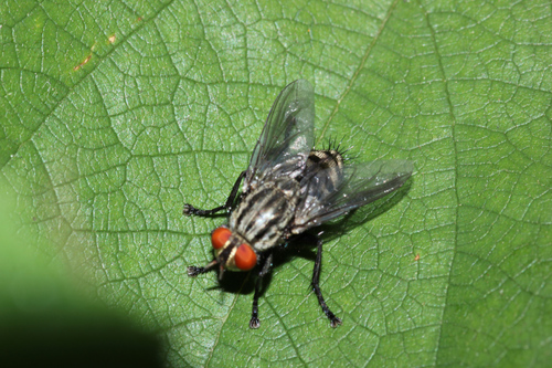Common Flesh Flies