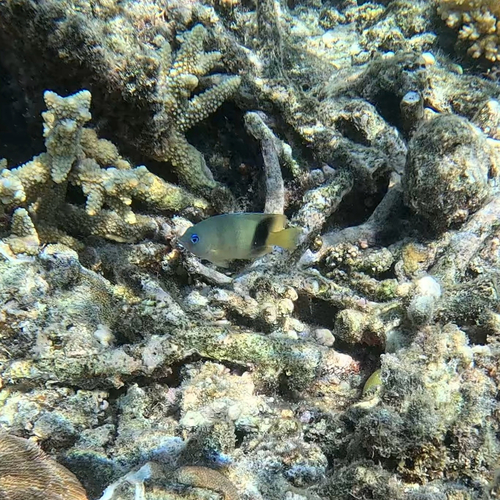 Plectroglyphidodon johnstonianus observed 2026-10-26