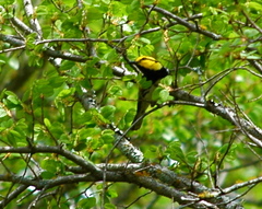 Setophaga chrysoparia