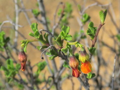 Hermannia cuneifolia