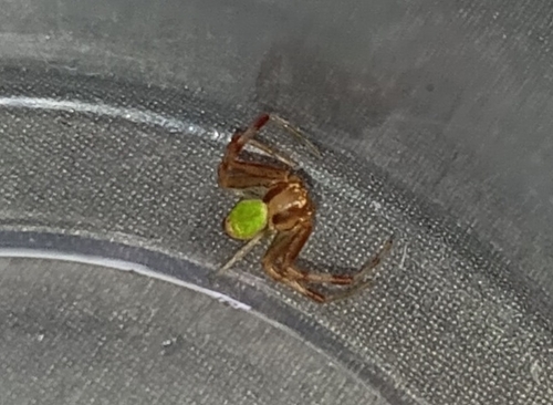 Dreieck-Krabbenspinne