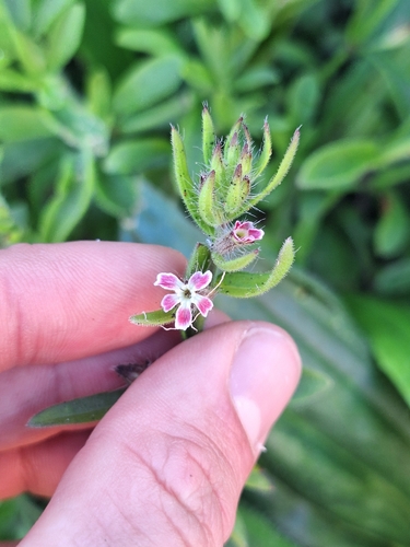 Silene gallica observed 2026-10-26