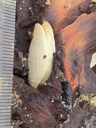 Barnea similis, 2026-10-21