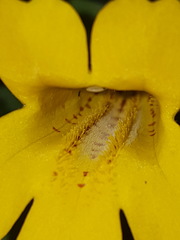 Erythranthe dentata