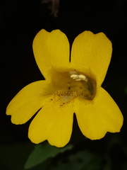 Erythranthe dentata