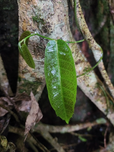 Malaisia scandens observed 2026-10-26