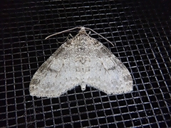 Lobophora