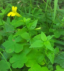 Erythranthe dentata